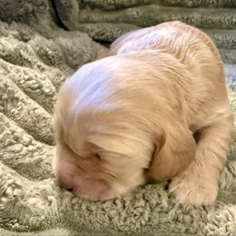 Tinker - Buff female Cocker Spaniel puppy in Sumter, South Carolina from Cocker Eclipse In Home Kennel