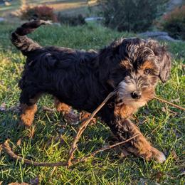 Melody - female Australian Mountain Doodle puppy in Placerville, California from Quartz Mountain Doodles