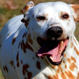 Cockapoos, Cocker Spaniels, Dalmatians, and Poodles from Child's Canine Companions