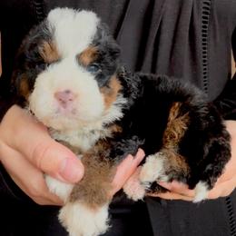 Harry - YELLOW - Tri-color male Bernedoodle puppy in Gilbert, Arizona from Azbernedoodlepuppies