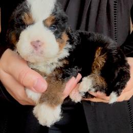 Harry - YELLOW - Tri-color male Bernedoodle puppy in Gilbert, Arizona from Azbernedoodlepuppies