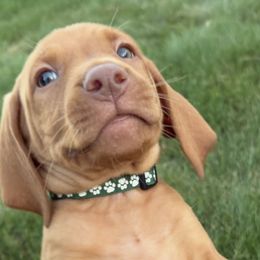 Lily's boy Dark Green - Golden rust male Vizsla puppy in Valparaiso, Indiana from Shepherd Family Vizslas