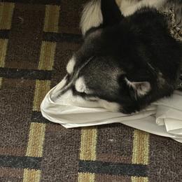 Loki - Siberian Husky