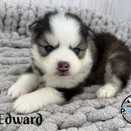 Edward - Black and white male Pomsky puppy in Eastman, Georgia from Once Upon A Pomsky