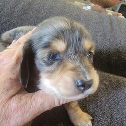 PATCHES - Dapple male Dachshund puppy in Paradise, Texas from C and J Minis