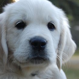 Golden Retriever Puppies from Dewey Creek Goldens