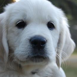 Golden Retriever Puppies from Dewey Creek Goldens