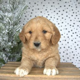 Comet - Red  male Goldendoodle puppy in Apopka, Florida from Rae Precious Puppies