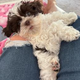 Raquel - Brown female Shihpoo puppy in Colonial Beach, Virginia from BeachRidge Pups