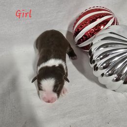 Girl 4 - Red tri-color female Australian Shepherd puppy in Lakeland, Florida from Diamond P Australian Shepherds