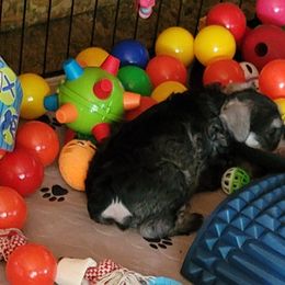 Miniature Schnauzer Puppies from A'Lord Miniature Schnauzer