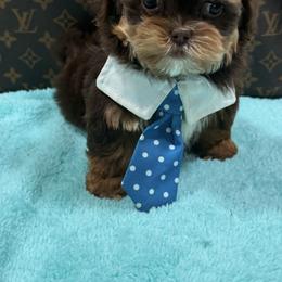 Goldendoodle and Shihpoo Puppies from Jenny La Bone