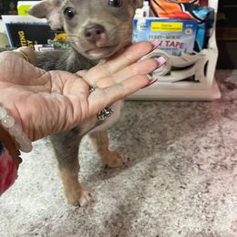 Leia - Blue fawn female Chihuahua puppy in Honea Path, South Carolina from Deerfield Acres Canine Companions