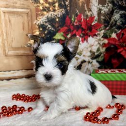 AKC Milo  3300 - Black tan and white male Biewer Terrier puppy in Nicholls, Georgia from Southeast Biewers