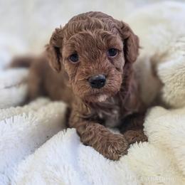 Bentley - Red male Cavapoo puppy in Gunnison, Utah from Curls and Camo Pups