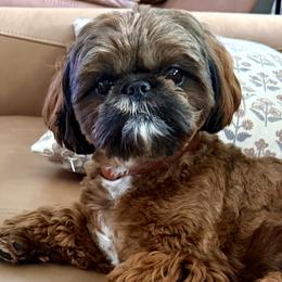 Flint - Shih Tzu