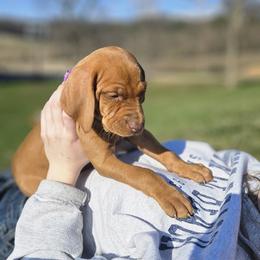 Luna - Red female Vizsla puppy in Richland Center, Wisconsin from Driftless Vizslas