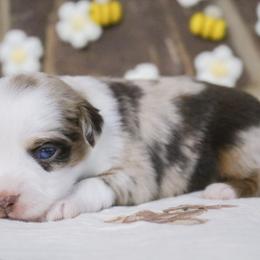 Teddy - Red merle male Toy Australian Shepherd puppy in Melbourne, Florida from True Spirited Aussies