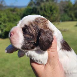 AKC Yahtzee - Brown and white female Cocker Spaniel puppy in New Market, Tennessee from Down in the Holler