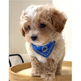 Louie - Apricot male Maltipoo puppy in Spring, Texas from GlamPaw Maltipoos