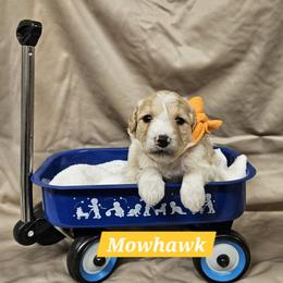 Mowhawk - Cream male Goldendoodle puppy in Flat Rock, North Carolina from Sukisdoodles