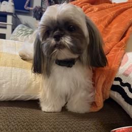 Sasha - Shih Tzu