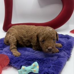 Medor-Pink bow - Red  female Poodle puppy in Central, Arizona from Desert Valley Doodles