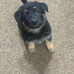 Ms. Purple - Black and tan female German Shepherd puppy in Berlin, Wisconsin from Gypsy Miracle Kennels