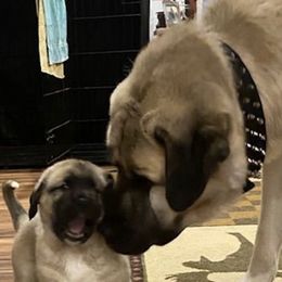 Anatolian Shepherd Dogs from Moose Crossing Anatolians