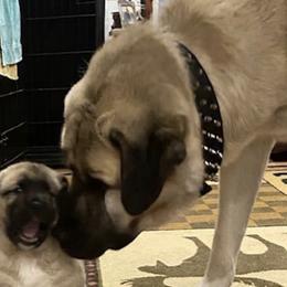 Anatolian Shepherd Dogs from Moose Crossing Anatolians