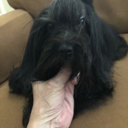 Havanese and Whippet All Grown Up from Alerek whippets and Havanese