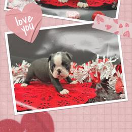 Reuben James - Seal and white male Boston Terrier puppy in Jacksonville, Florida from Trail’s End Boston Terriers