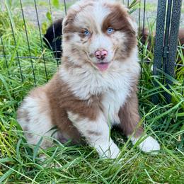 Hive - Red merle male Australian Shepherd puppy in Camas, Washington from Sayre Australian Shepherds