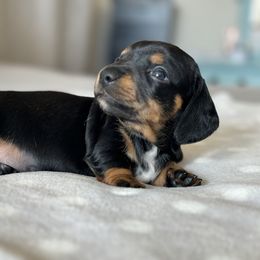 Dachshund Puppies from Silver Dach Farms
