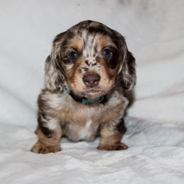 Dachshund Puppies from Thomas Dachshunds