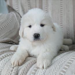 Girl 5 Green - White female Great Pyrenees puppy in Yakima, Washington from Naches Heights Ranch