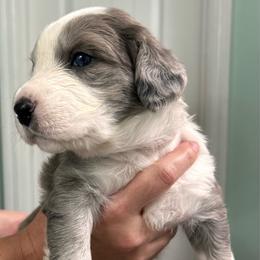 Pink collar - Blue merle female Aussiedoodle puppy in Melrose, Florida from Howdilly Doodley