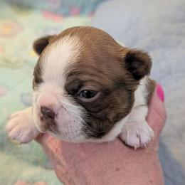 Red boy - Red male Boston Terrier puppy in Oak Hills, California from All American Boston Terriers