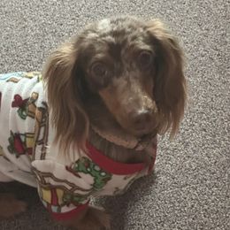 Rommy - Dachshund