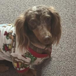 Rommy - Dachshund