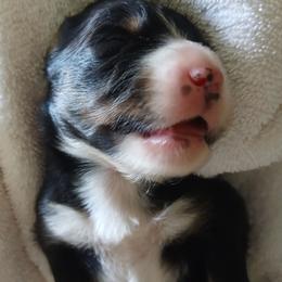 Hazel - Black tri female Miniature Australian Shepherd puppy in Gretna, Virginia from Adams Acres Cattle Dogs