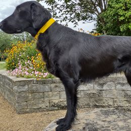 Flat-Coated Retrievers from PrairieFlats