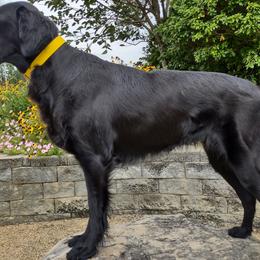 Flat-Coated Retrievers from PrairieFlats