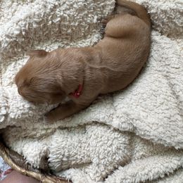 Red Collar - Dark golden male Golden Retriever puppy in Bristol, Tennessee from The Dogstead