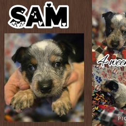 Sam - Blue male Australian Cattle Dog puppy in Fife Lake, Michigan from Kurczak Farm LLC