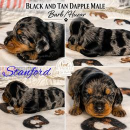 Stanford- in Michigan-3500 - Black and tan male Dachshund puppy in Michigan And Florida Locations, Michigan from UP North Dachshunds UPNDLLC