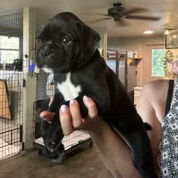 Duncan - Brindle male Boxer puppy in Taft, Tennessee from Hillbillie Boxers