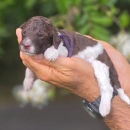 Purple Collar girl Prairie - Parti female Labradoodle puppy in Granite Falls, North Carolina from Carolina Goldendoodles