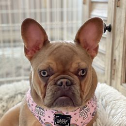 Reign - French Bulldog