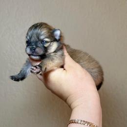 Myla - Orange sable female Pomeranian puppy in Phoenix, Arizona from Luxpomz